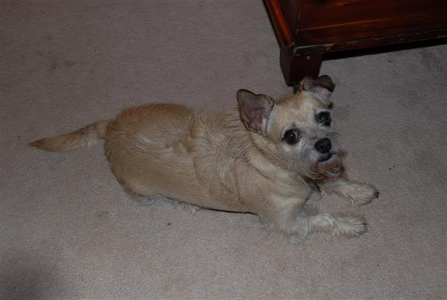 Name:  DSC_0049Small.jpg
Views: 33
Size:  28.0 KB