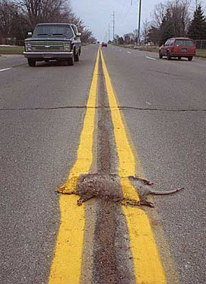 Name:  road_kill.jpg
Views: 831
Size:  22.0 KB