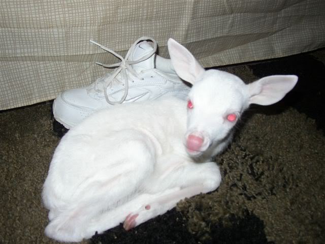Name:  albinodeerfawn.jpg
Views: 62
Size:  44.8 KB
