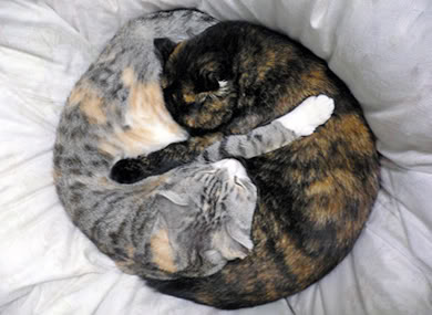 Name:  yin_yang.jpg
Views: 15
Size:  25.7 KB