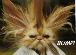Name:  Bumpcat.png
Views: 15
Size:  84.2 KB