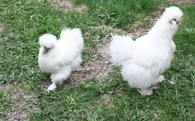 Name:  IMG_5161.jpg
Views: 57
Size:  48.5 KB