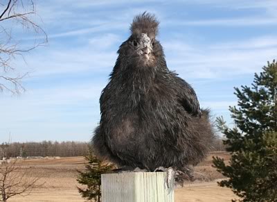 Name:  IMG_3891.jpg
Views: 59
Size:  34.5 KB