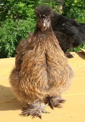 Name:  IMG_4285.jpg
Views: 57
Size:  45.6 KB