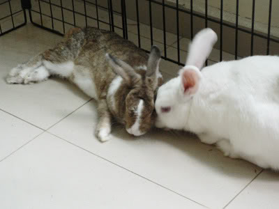 Name:  P1020333a.jpg
Views: 12
Size:  18.5 KB