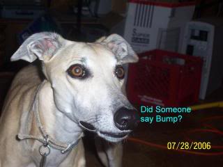 Name:  didsomeonesayBUMP-1.jpg
Views: 20
Size:  13.7 KB