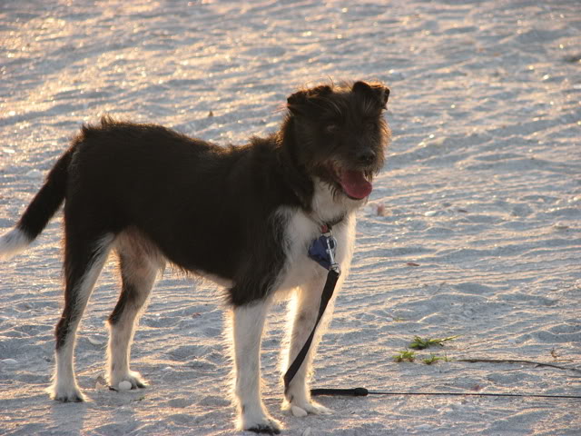 Name:  eddieonthebeach.jpg
Views: 47
Size:  81.2 KB