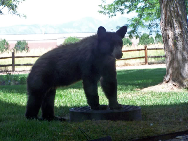 Name:  BearEdited2_0536.jpg
Views: 39
Size:  67.0 KB