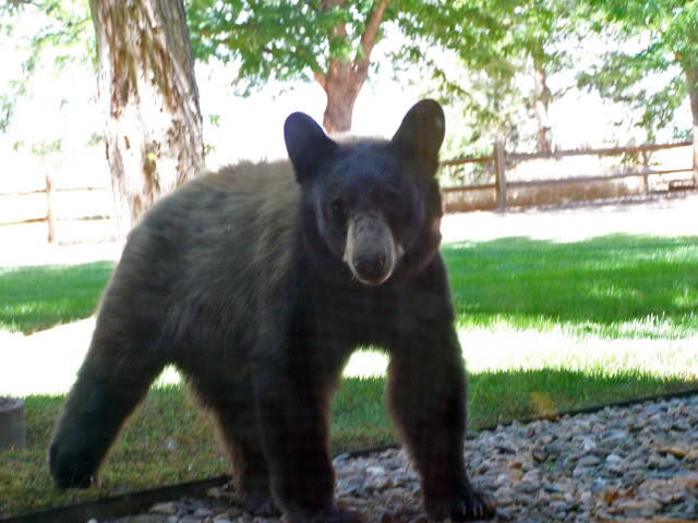 Name:  BearEdited_0537.jpg
Views: 44
Size:  68.2 KB