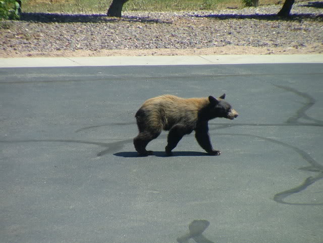 Name:  pond287.jpg
Views: 45
Size:  51.3 KB