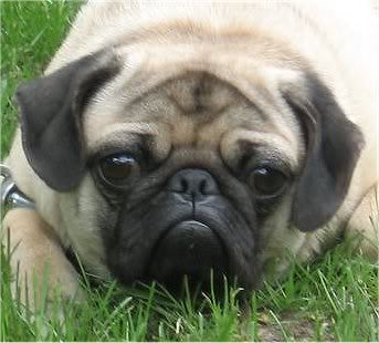 Name:  Bandit2.jpg
Views: 51
Size:  21.9 KB