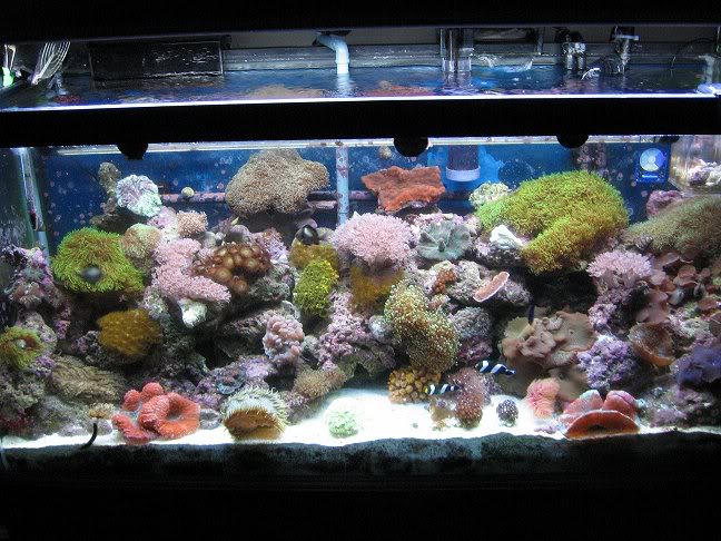 Name:  Tank1.jpg
Views: 62
Size:  83.2 KB