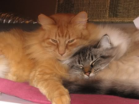 Name:  VoodooMosessmaller.jpg
Views: 27
Size:  22.9 KB