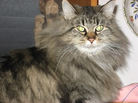 Name:  Piscessmaller.jpg
Views: 32
Size:  38.5 KB