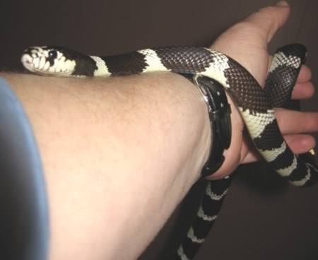 Name:  FavoriteKingsleypic.jpg
Views: 29
Size:  16.6 KB