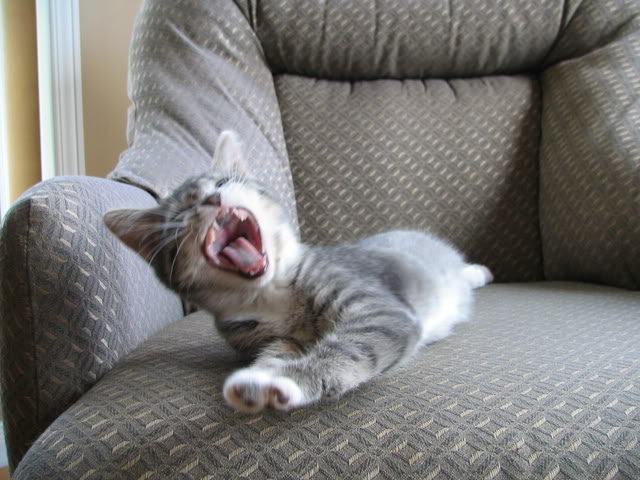 Name:  bertminou2.jpg
Views: 37
Size:  65.0 KB