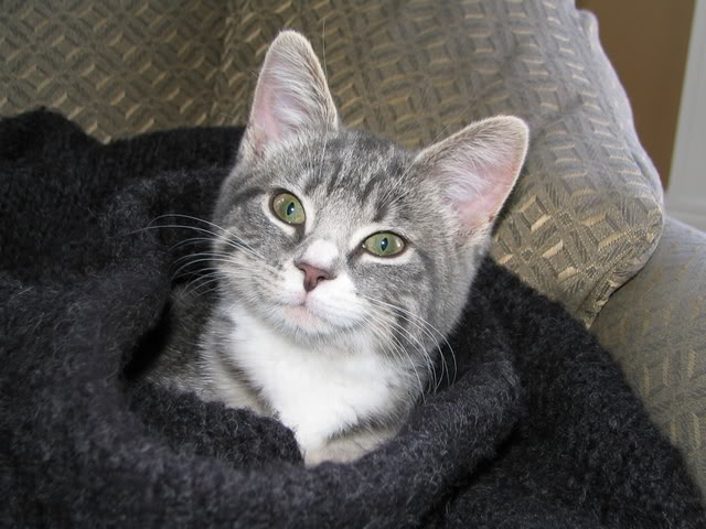 Name:  bertminou3.jpg
Views: 53
Size:  63.5 KB