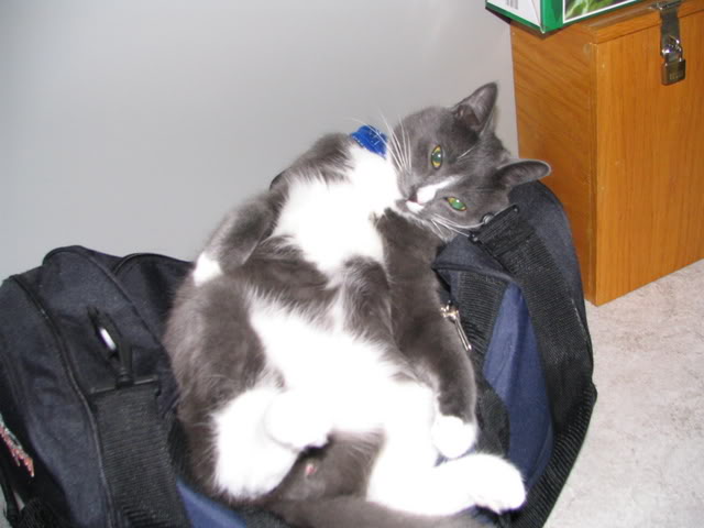 Name:  Janvier07011.jpg
Views: 30
Size:  39.5 KB