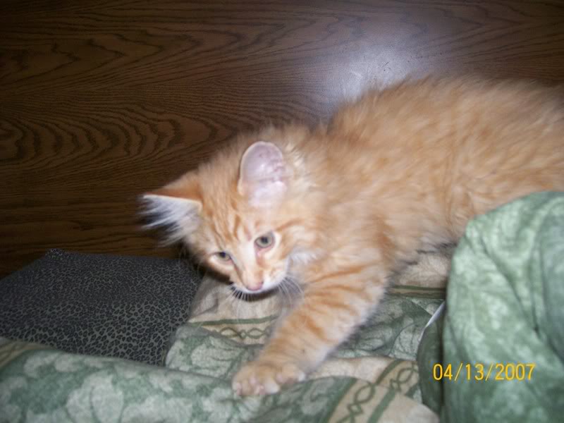 Name:  kitty.jpg
Views: 32
Size:  60.0 KB