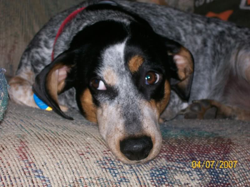 Name:  trixie.jpg
Views: 71
Size:  78.8 KB