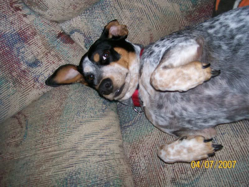 Name:  trixie2.jpg
Views: 35
Size:  104.6 KB