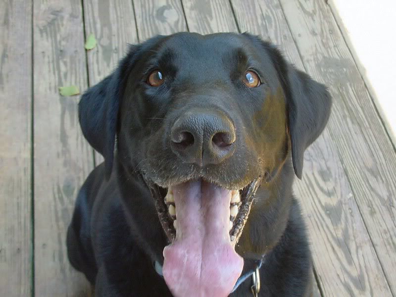 Name:  SAMMYO6.jpg
Views: 32
Size:  62.1 KB