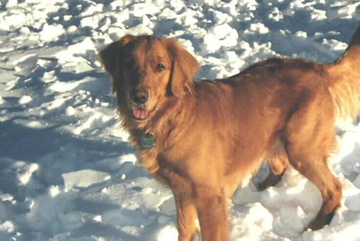 Name:  daisy.jpg
Views: 38
Size:  46.1 KB