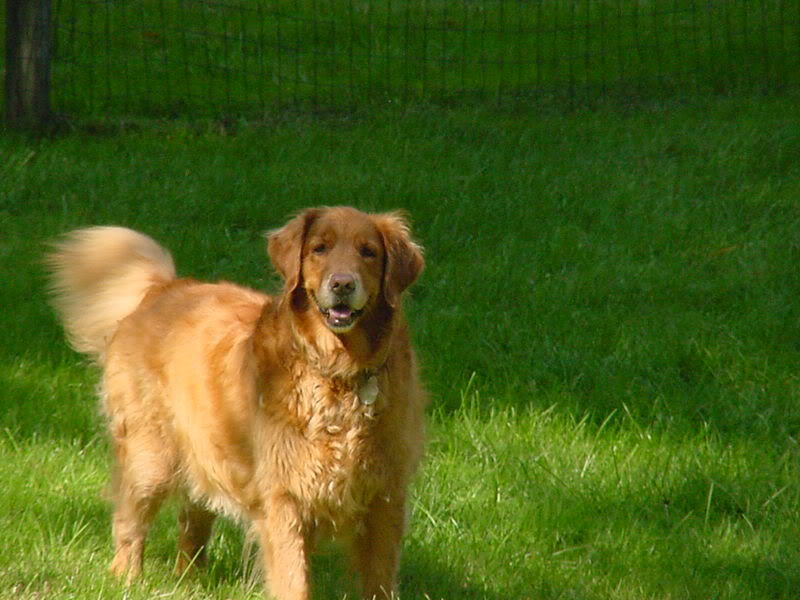 Name:  DSC01213.jpg
Views: 35
Size:  76.9 KB