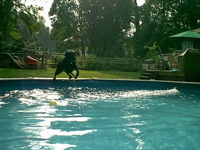 Name:  sammyjumpinginpool.jpg
Views: 32
Size:  83.5 KB