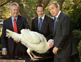 Name:  bush_turkey.jpg
Views: 129
Size:  16.6 KB