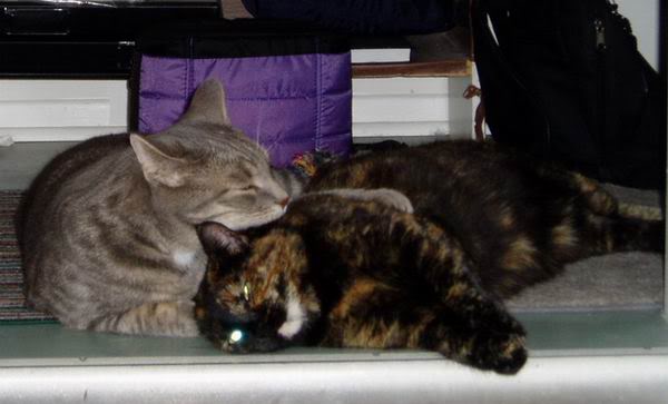 Name:  StriderZap.jpg
Views: 58
Size:  29.2 KB