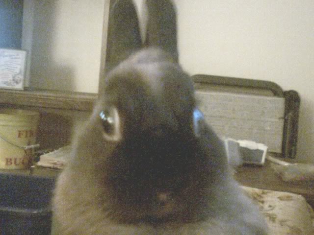 Name:  JoeyCloseup.jpg
Views: 23
Size:  43.2 KB