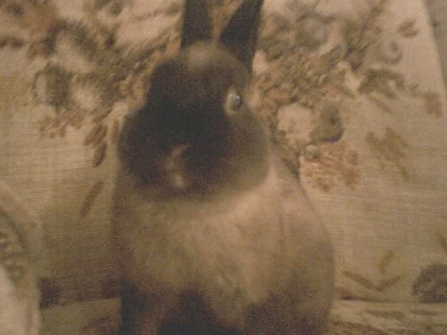 Name:  JoeyFront.jpg
Views: 26
Size:  41.7 KB