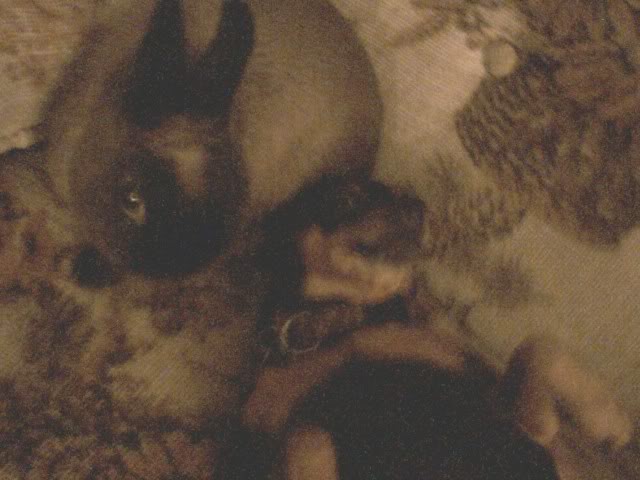 Name:  JoeySadie.jpg
Views: 28
Size:  44.0 KB