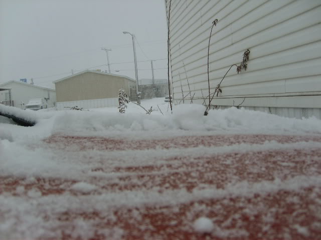 Name:  morefrigginsnow122806003.jpg
Views: 45
Size:  76.3 KB