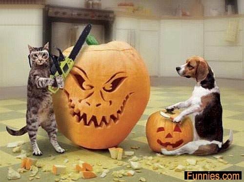 Name:  catdogpumpkin.jpg
Views: 39
Size:  35.1 KB