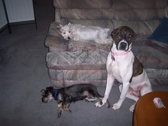 Name:  retards.jpg
Views: 29
Size:  48.5 KB