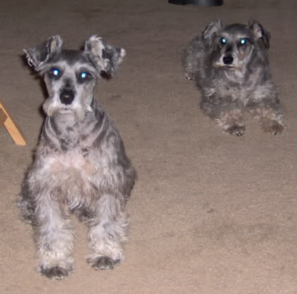 Name:  dadogs.jpg
Views: 38
Size:  24.7 KB