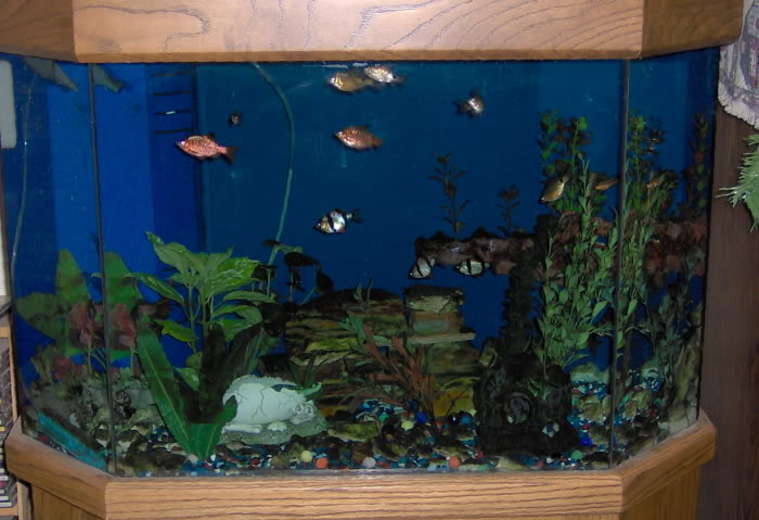Name:  dafishtank1.jpg
Views: 37
Size:  63.8 KB