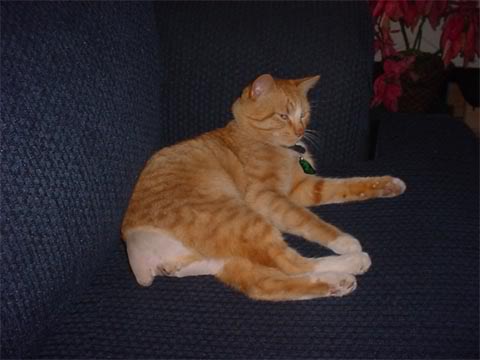 Name:  OJ.jpg
Views: 30
Size:  21.7 KB