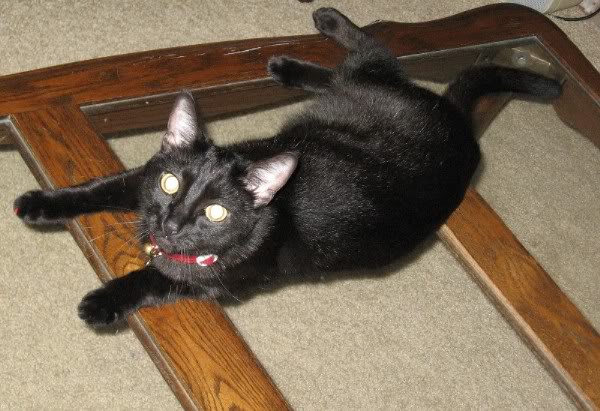 Name:  RascalonTable.jpg
Views: 37
Size:  59.6 KB