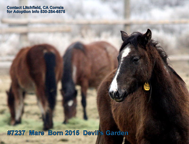 Count by Picture-7237.jpg