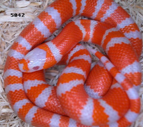 Name:  hmjyKafl.jpg
Views: 10
Size:  48.2 KB