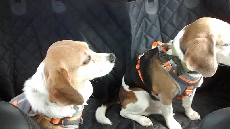 Installing a doggie seat cover in back seat-doggiehammock1.jpg