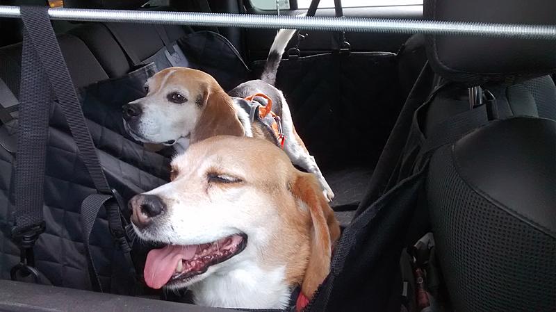 Installing a doggie seat cover in back seat-doggiehammock2.jpg