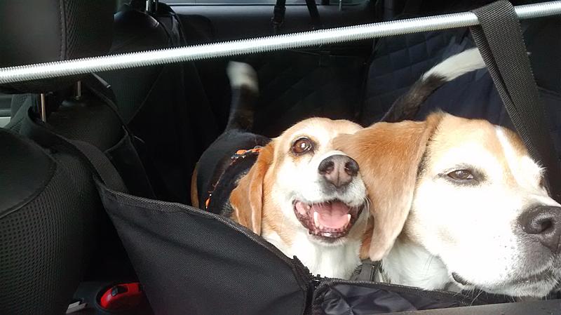 Installing a doggie seat cover in back seat-doggiehammock3.jpg