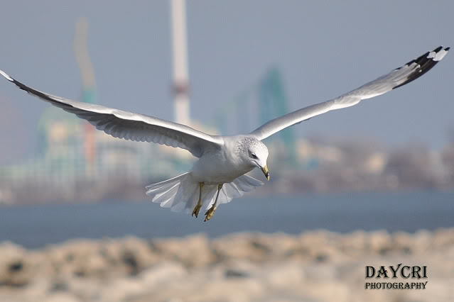 Name:  seagull2.jpg
Views: 81
Size:  56.2 KB
