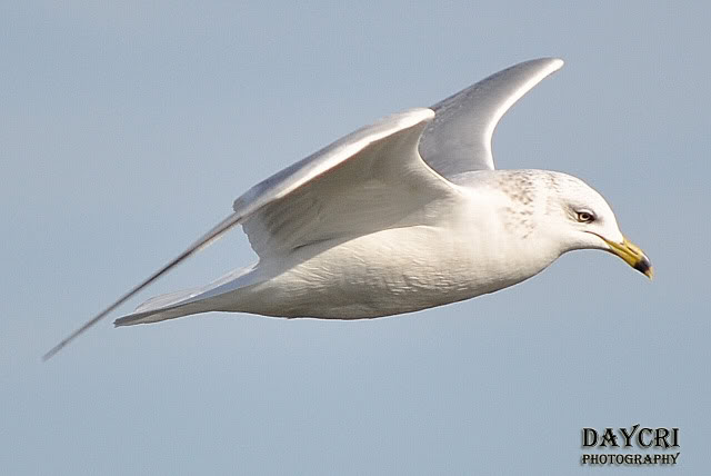 Name:  seagull.jpg
Views: 65
Size:  54.5 KB