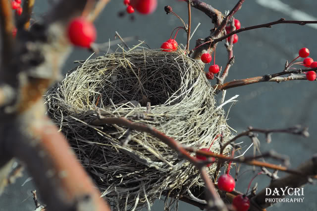 Name:  nest2.jpg
Views: 59
Size:  118.5 KB