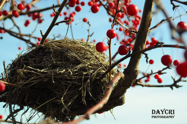 Name:  nest.jpg
Views: 52
Size:  131.8 KB